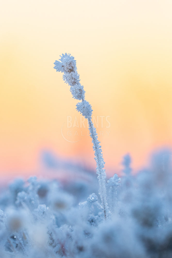 Frost