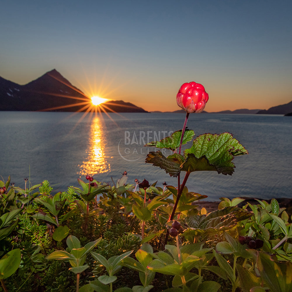 Multebær i midnattsol