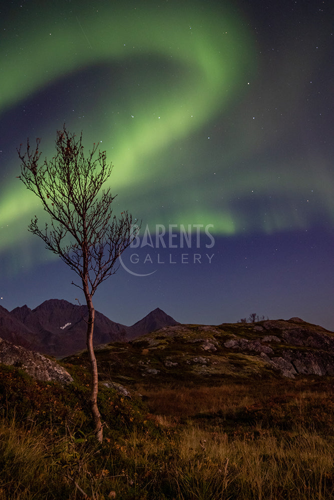 Nordlys og karlsvogna