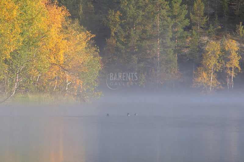 Ender på tåkelagt vann