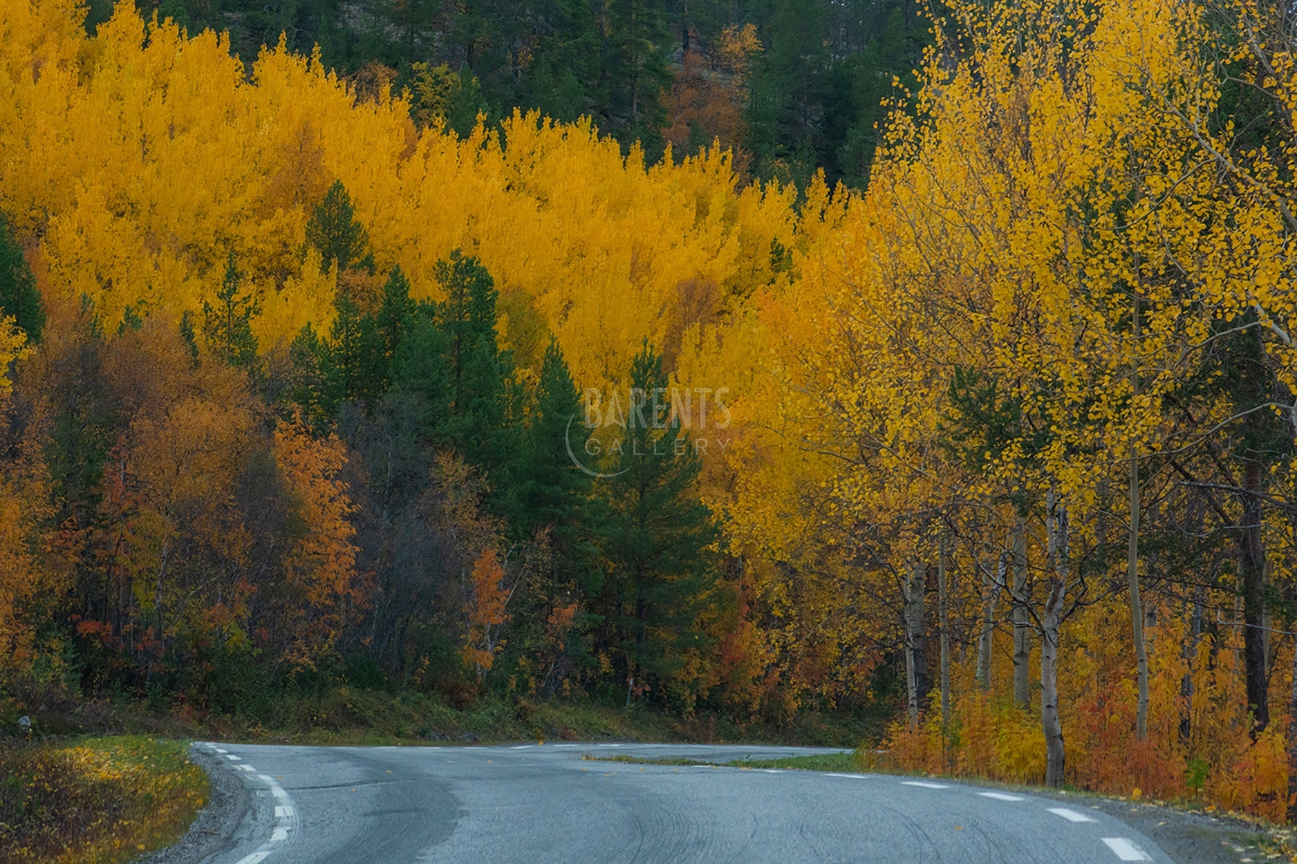 Gul ospeskog