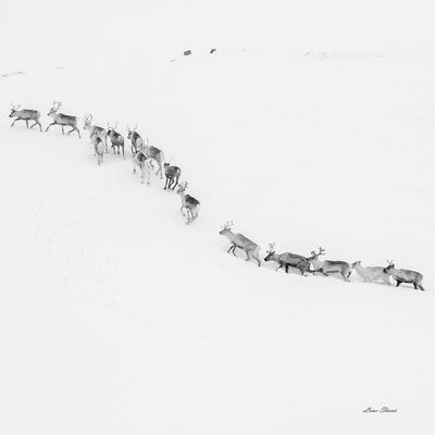 Finnmarksrein