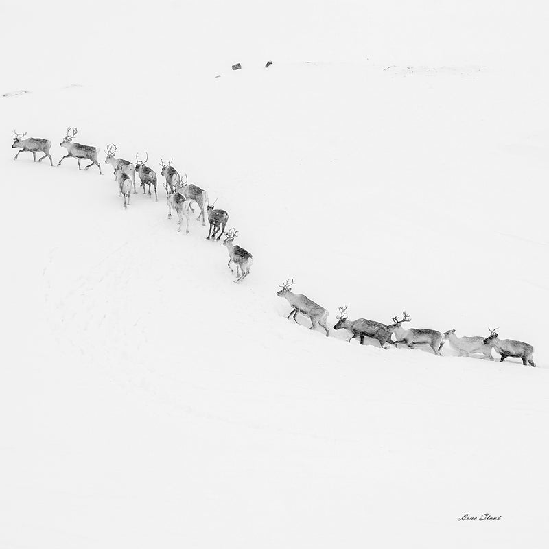 Finnmarksrein