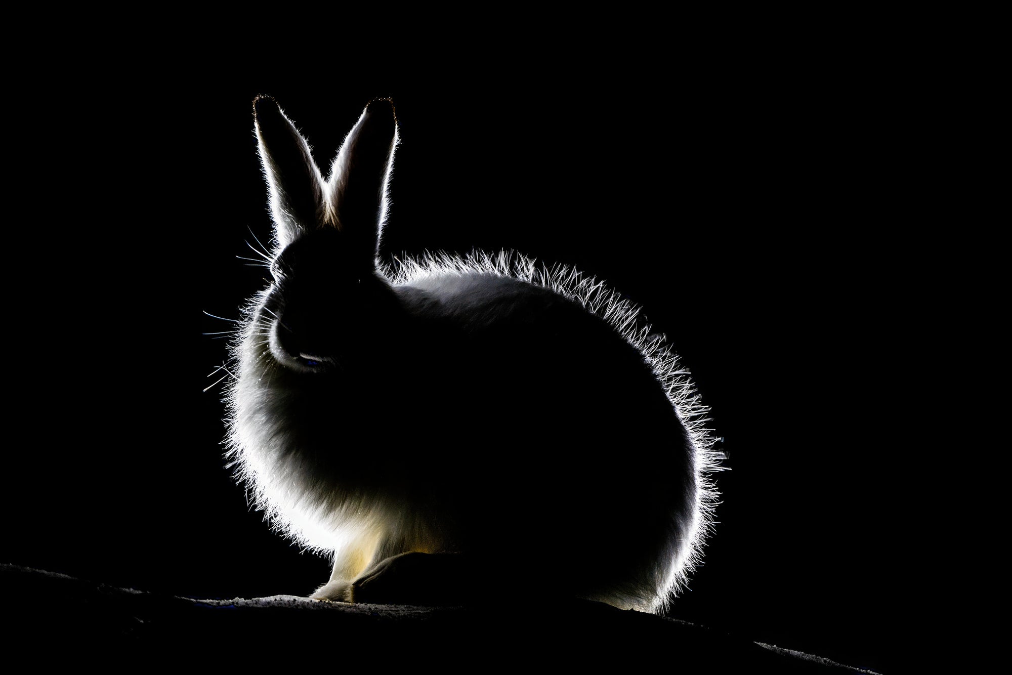 Fjellhare