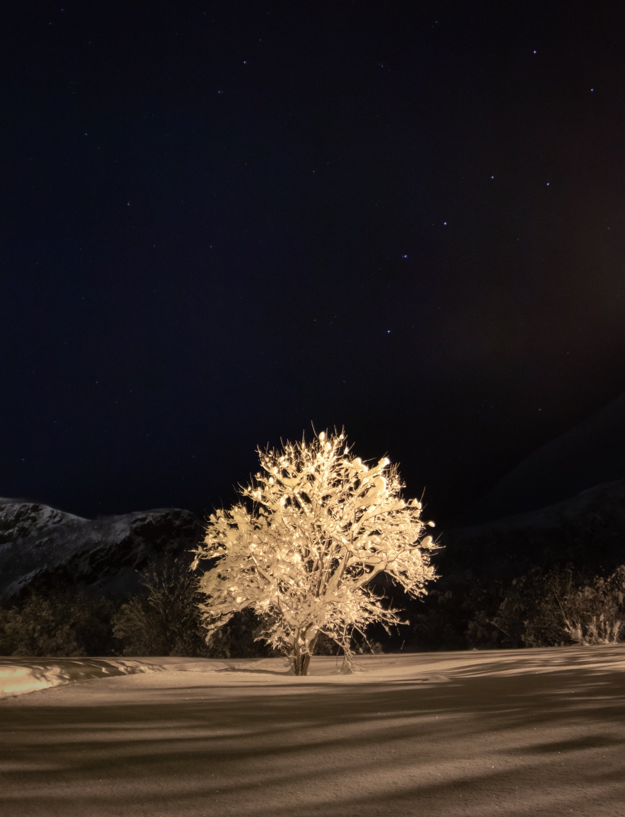 Lonely tree