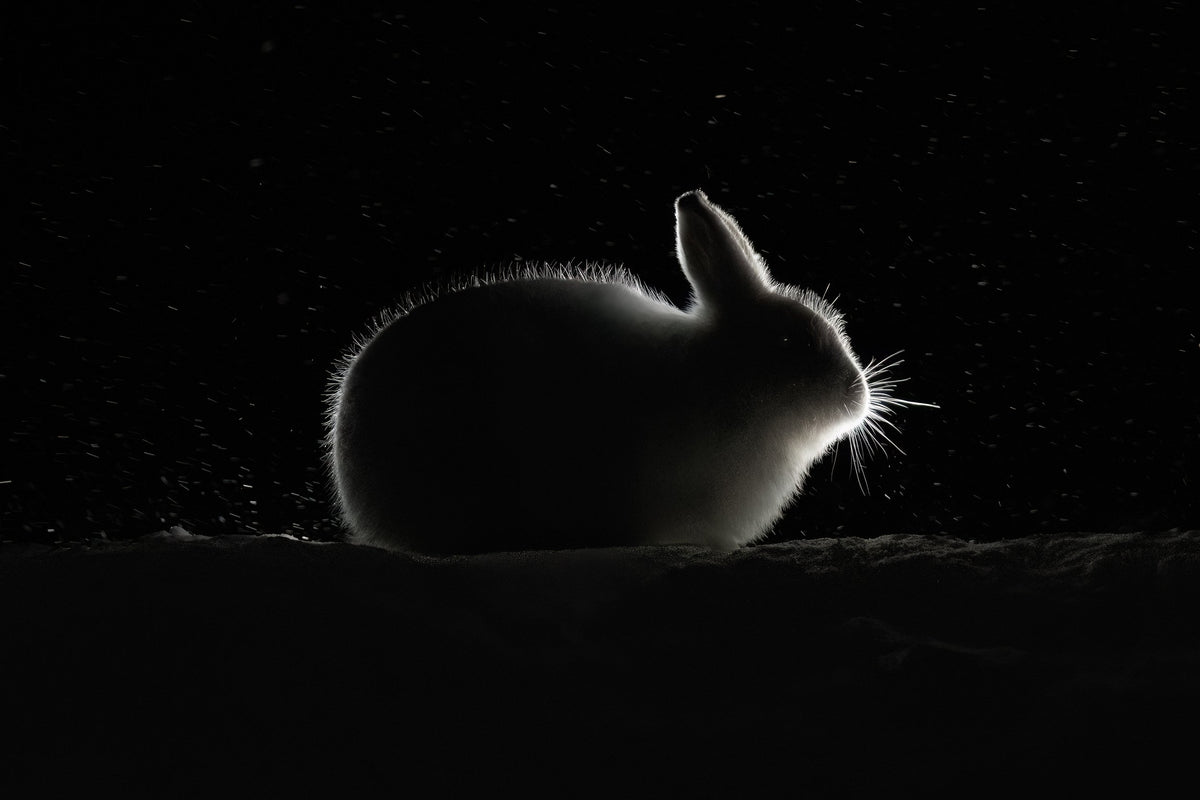 Hare today, gone tomorrow