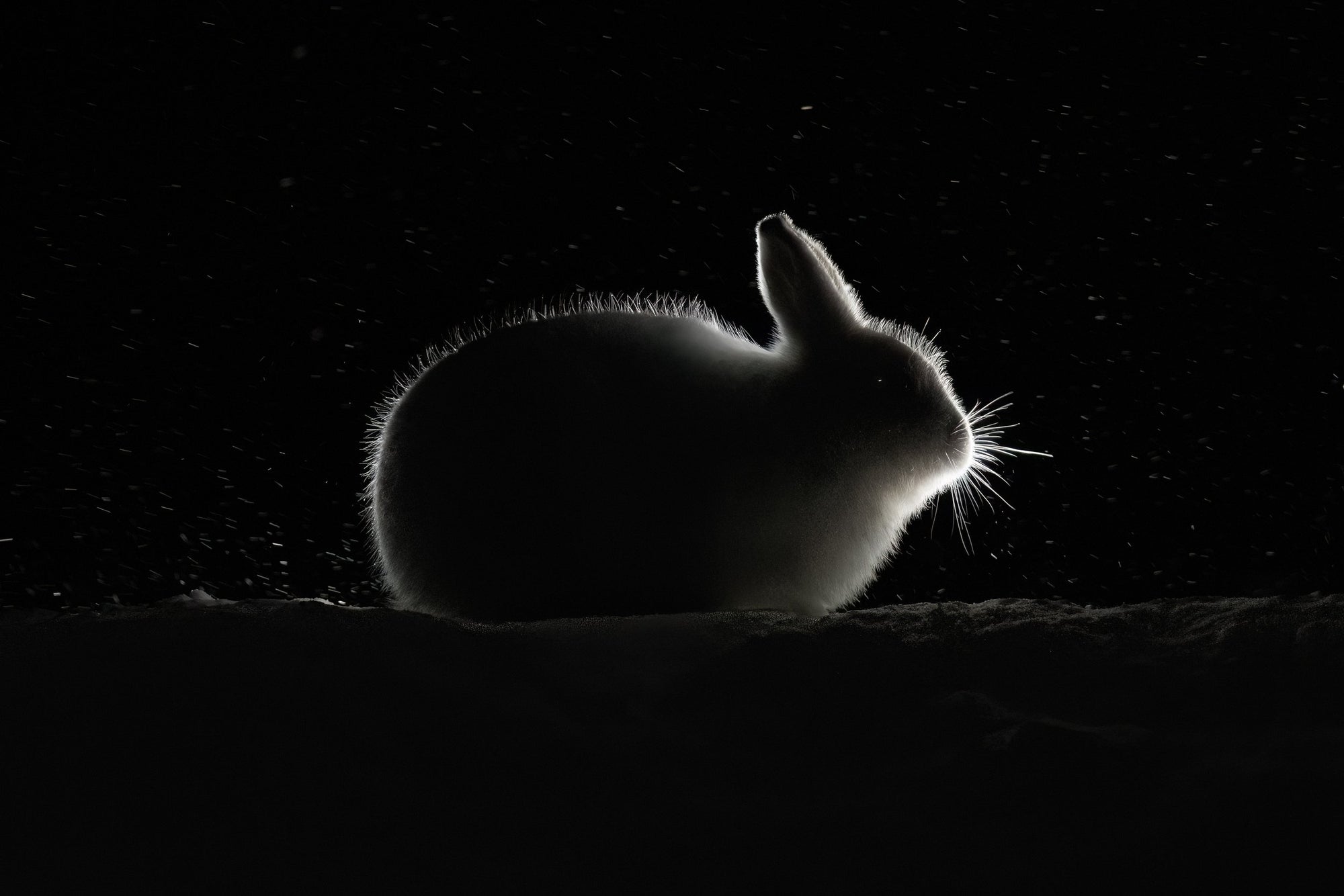Hare today, gone tomorrow