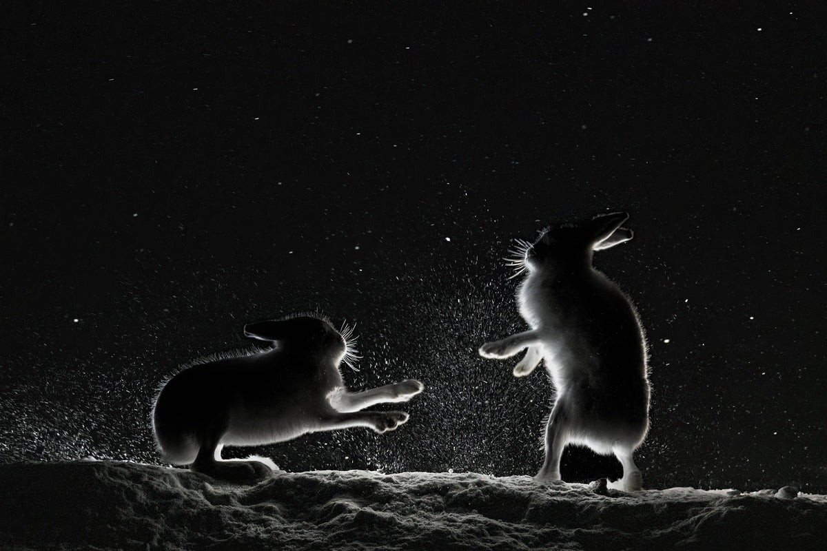 Hare tider – To harer er uenige om maten