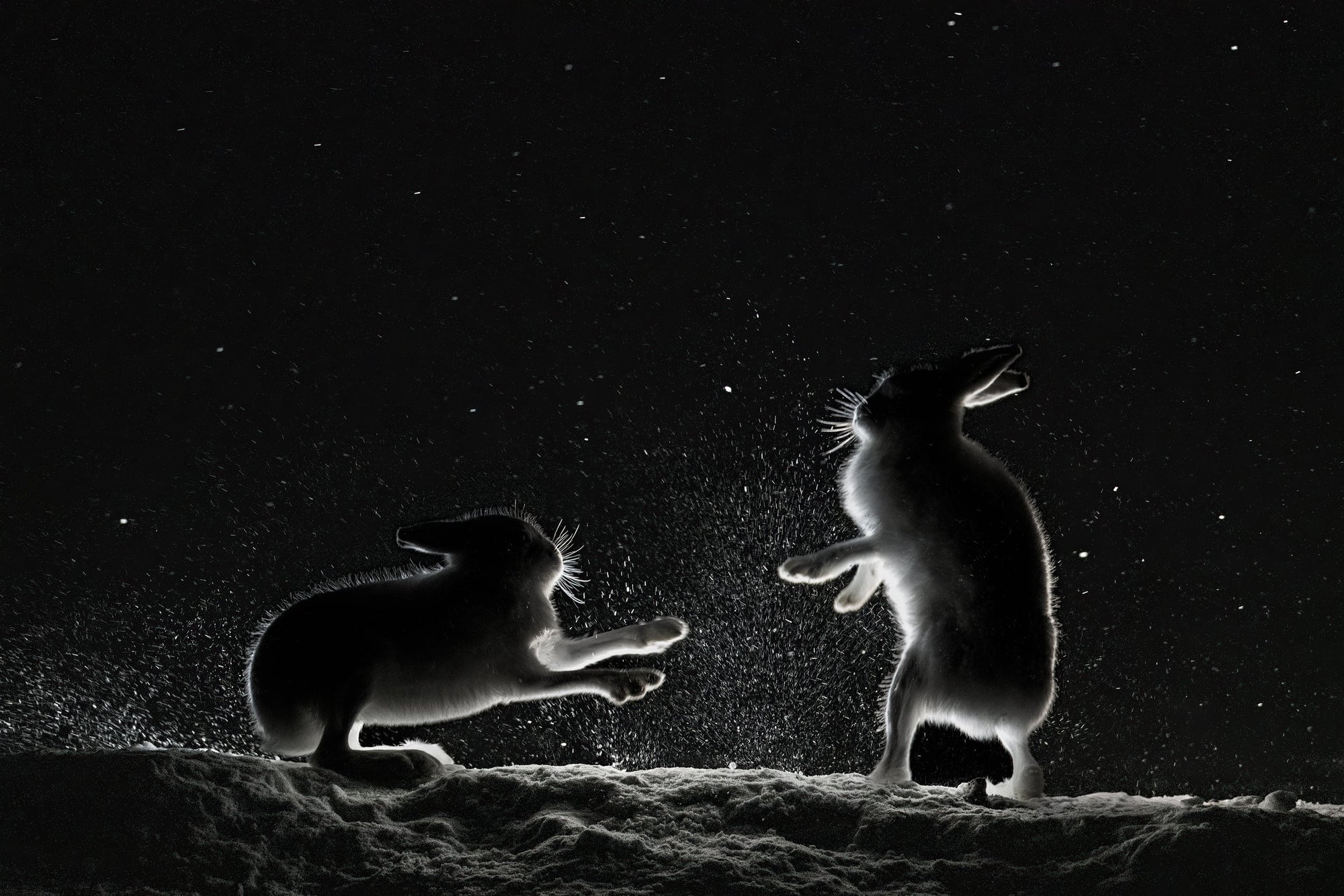Hare tider – To harer er uenige om maten