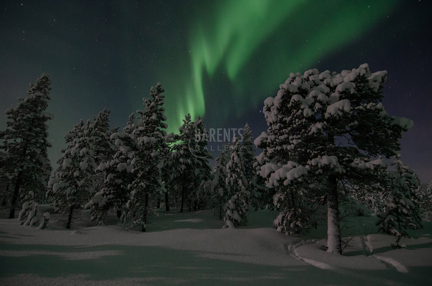 Nordlys i Pasvikskogen