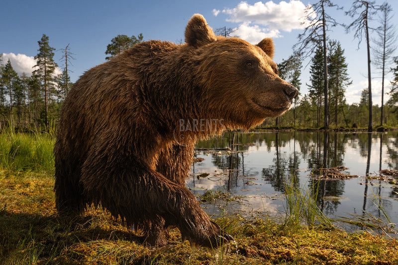 Brunbjørn i solskinn
