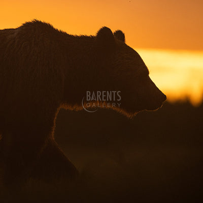 Tett på brunbjørn 2