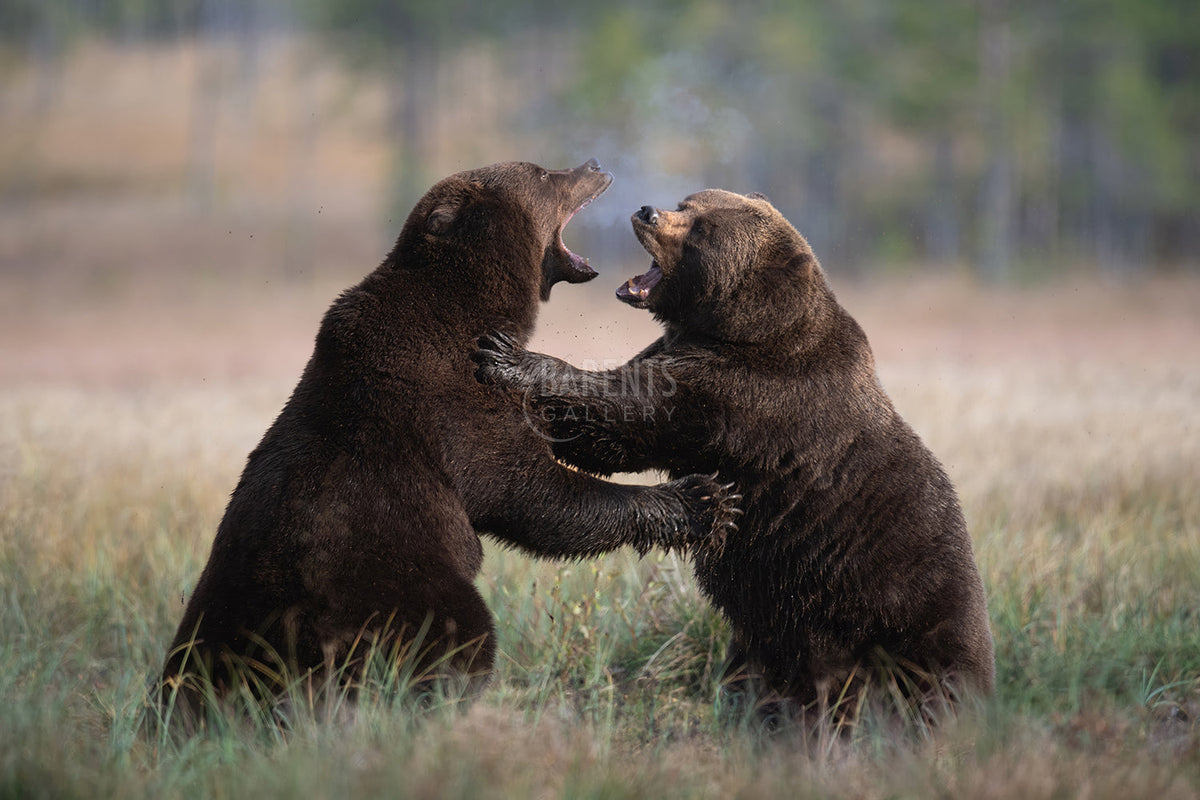 Bearfight