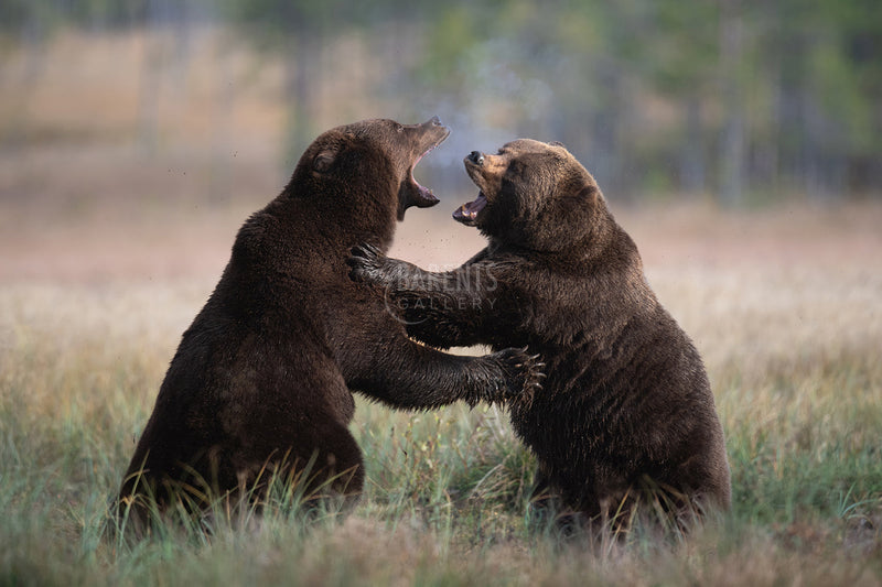Bearfight
