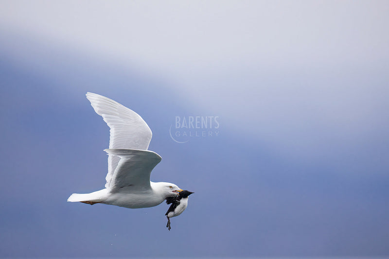 Polarmåke med lomvieunge