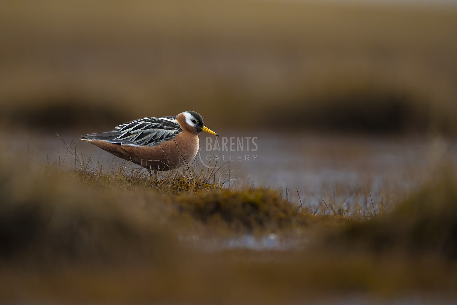 Polarsvømmesnipe