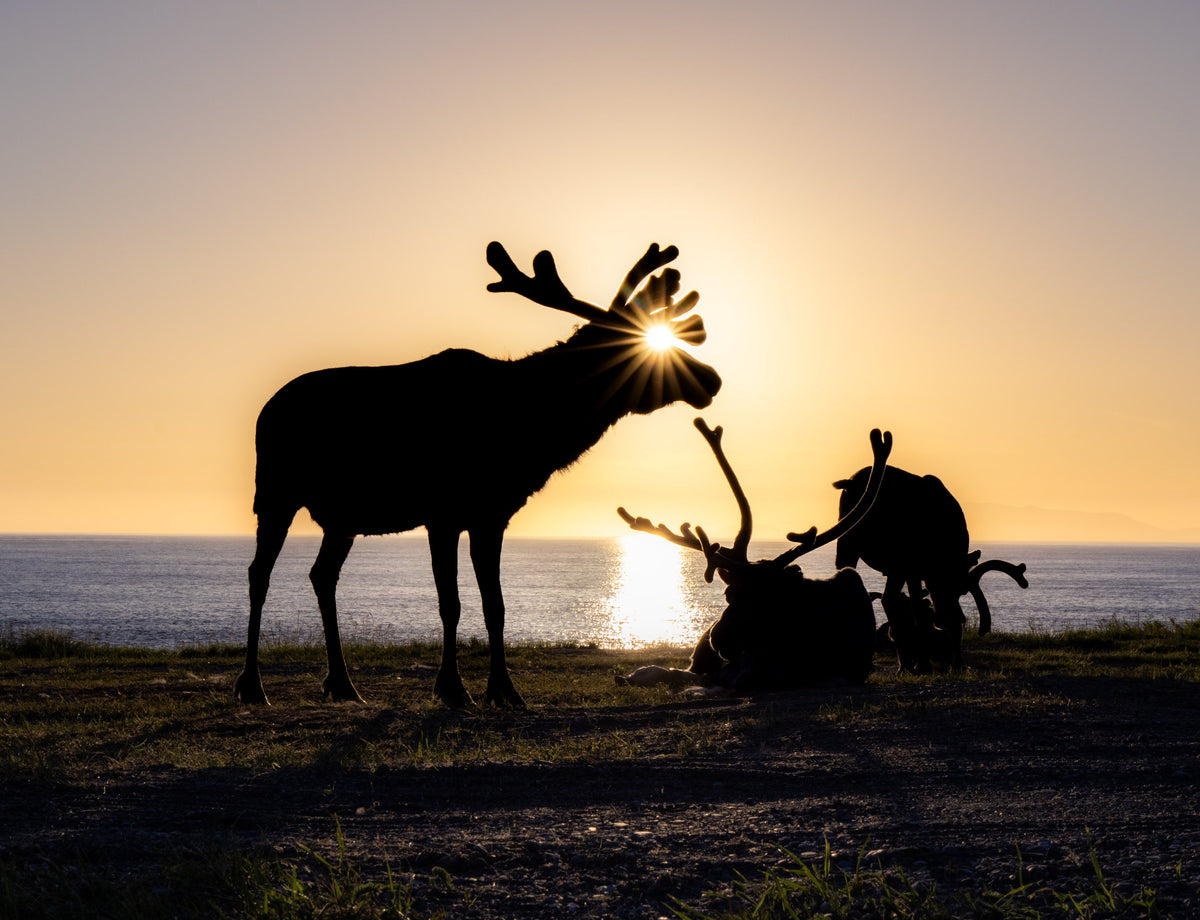 Rein i midnattsol