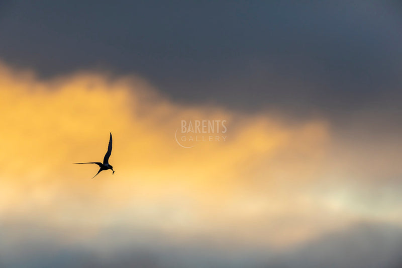 Rødnebbterne med mat