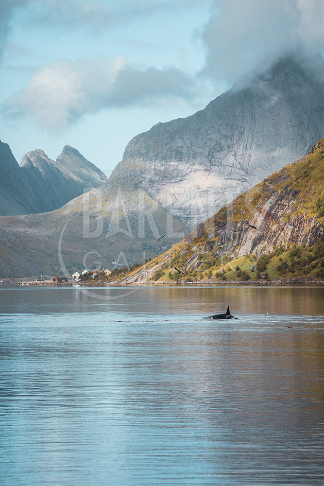 Spekkhogger i Reinefjorden