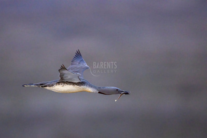 Smålom med polartorsk
