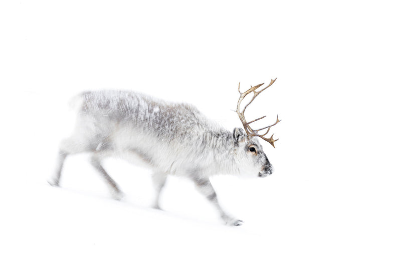 Svalbardrein i hvit