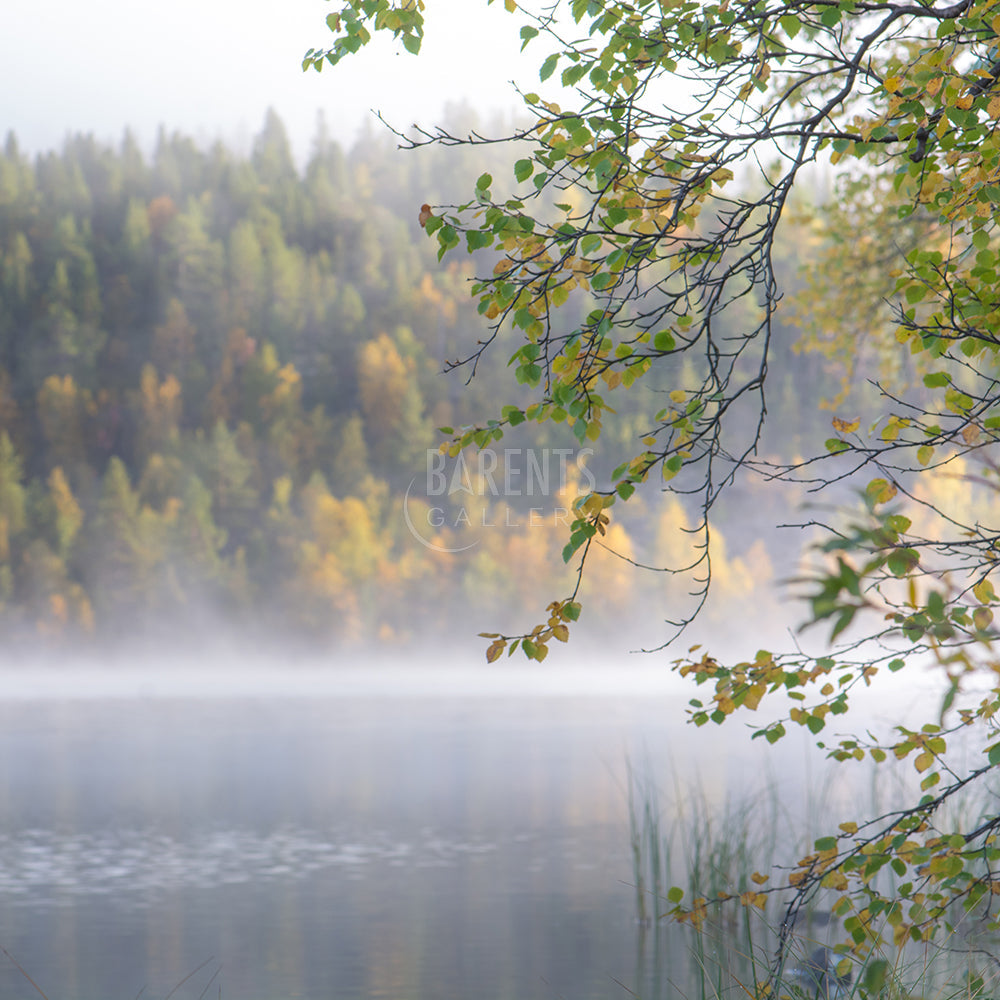 Tåke på Ørnevann