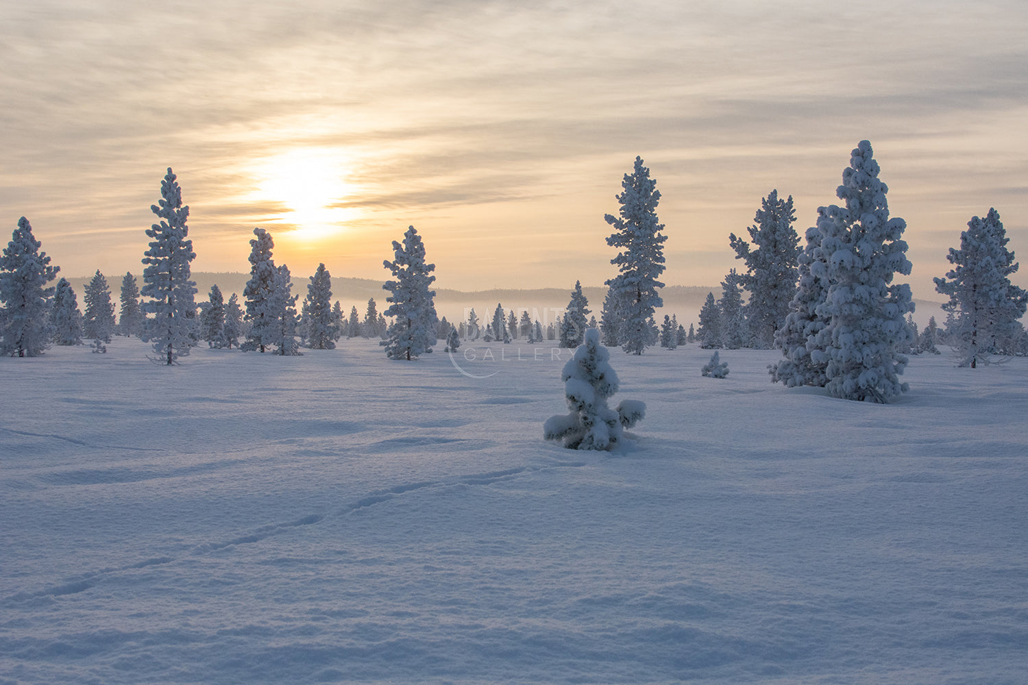 Vinterland Skrøytnes