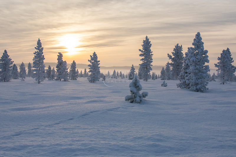 Vinterland Skrøytnes
