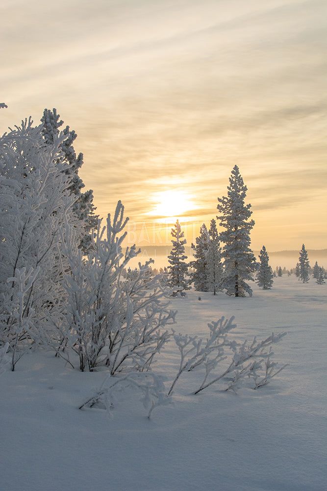 Vintermotiv Skrøytnes