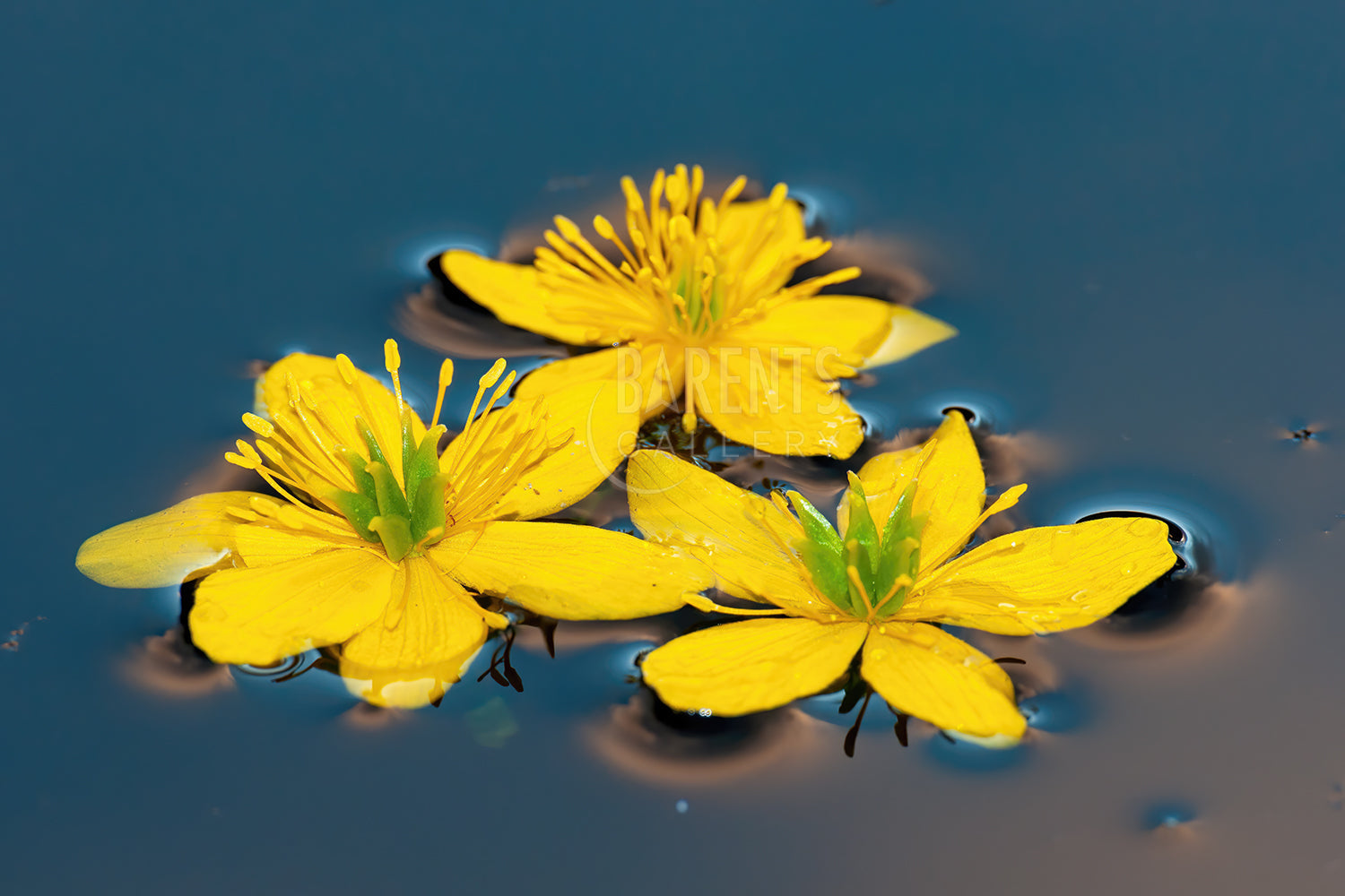 blomstene i vannet