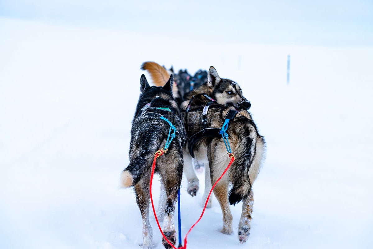 En hundekjørers utsikt