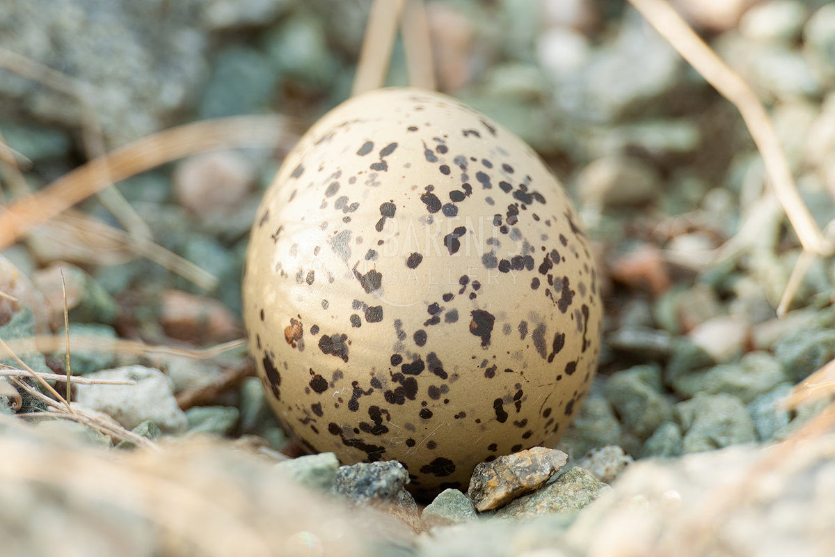 Tjeldegg