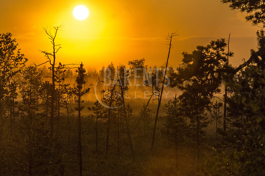 Morgensol i skogen