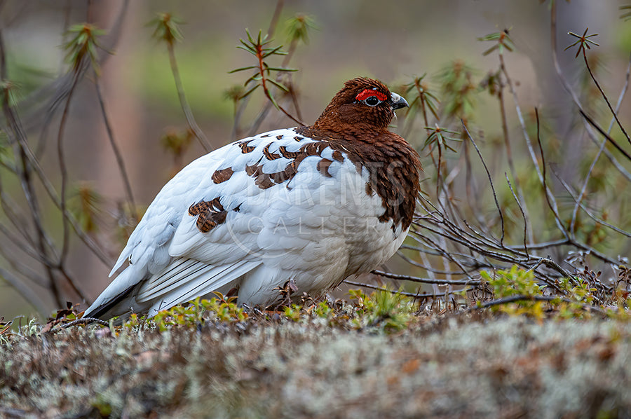 Vårrypestegg