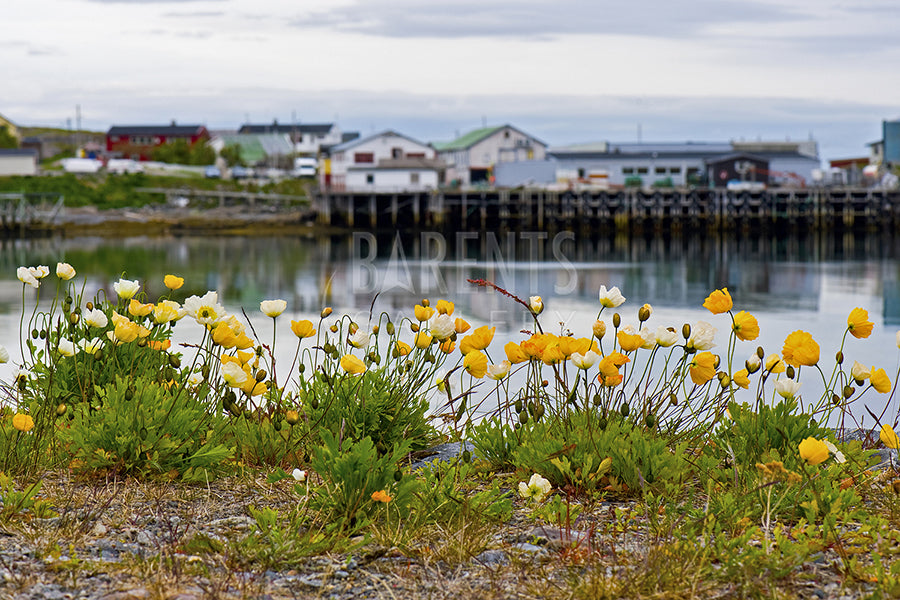 Bugøynes