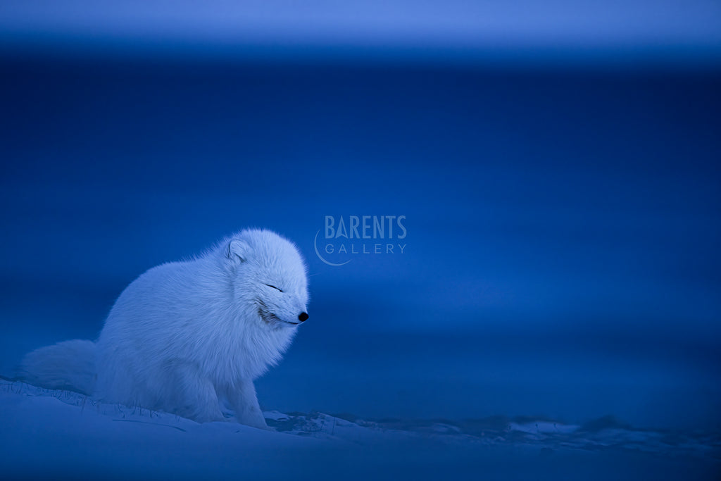 Arctic fox blue