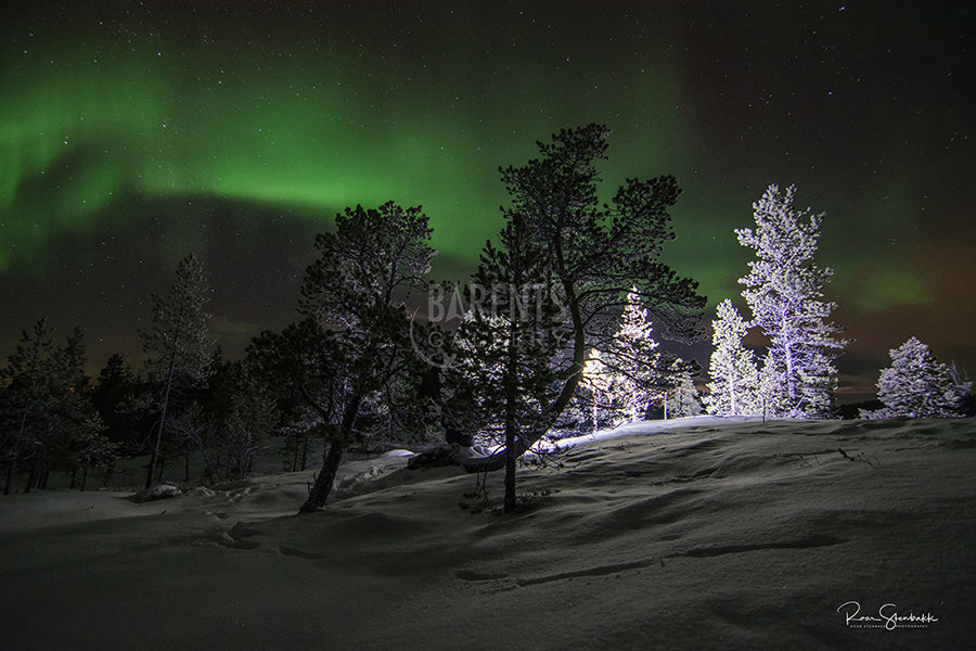 Nordlys i Pasvikskogen