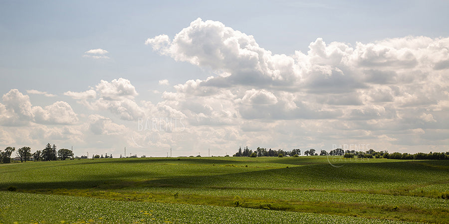 Fields of Green