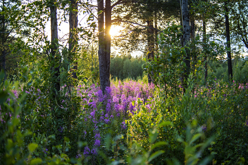 Midtsommer ved Ellentjern