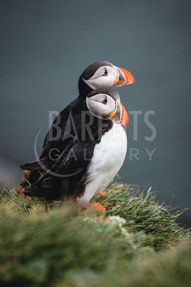 Puffins