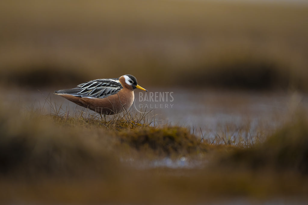 Polarsvømmesnipe