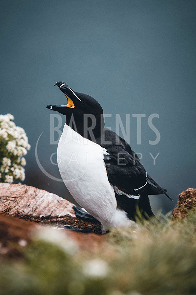 Razorbill