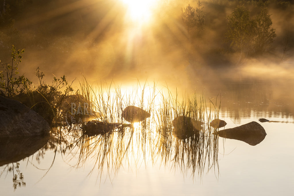 Sommerdis i Lyngbukta