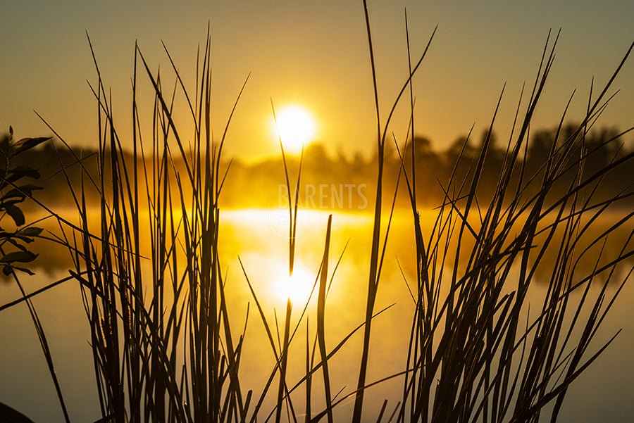 Strå i solnedgang