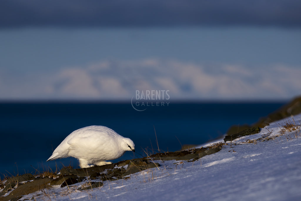 Svalbard rype