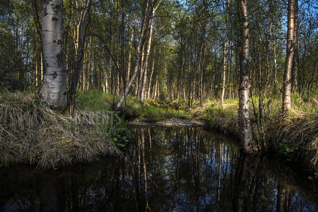 Vårbekk i Pasvik